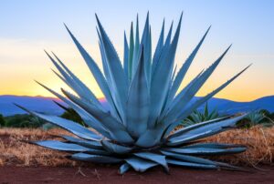 Agave Spirits